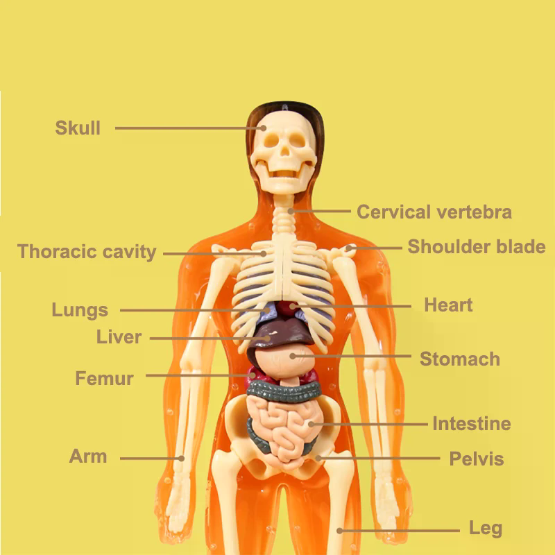 3D Human Skeleton Organ Anatom - đánh giá và giá Model Kit Simulator